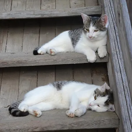 Holdhof Gospodarstwo agroturystyczne *