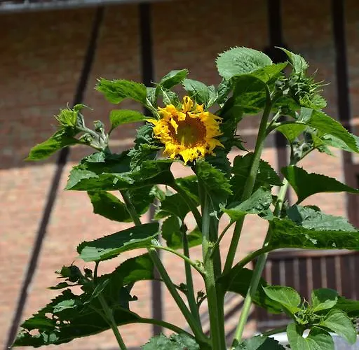 霍德霍夫酒店 *