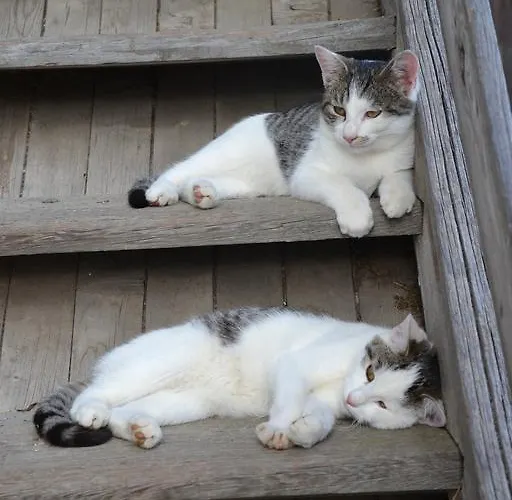 霍德霍夫酒店 农家乐 *